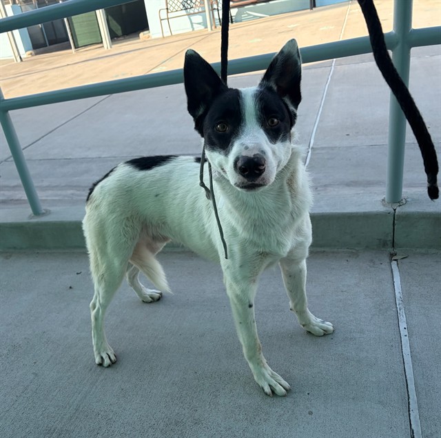 D.W. Duck, a Canaan Dog, available for adoption