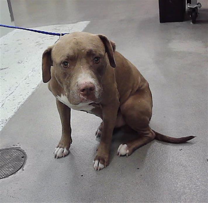 Dixon, a Labrador Retriever (mix breed), available for adoption