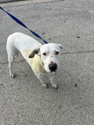 Nova, a American Staffordshire Terrier, available for adoption