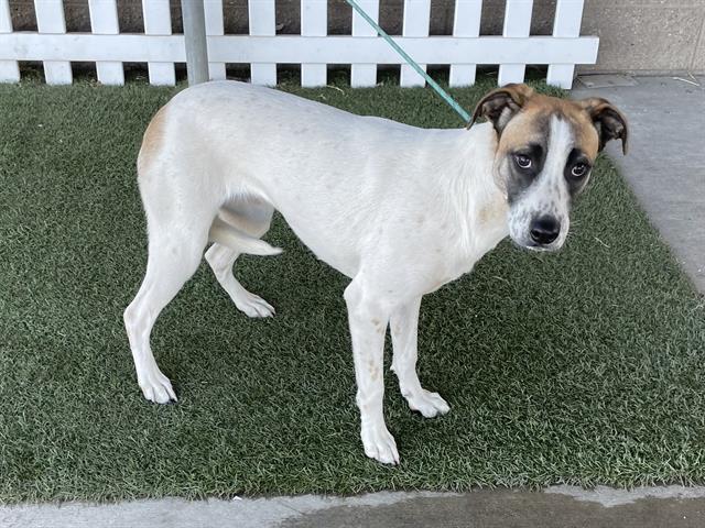 Shayla, a Collie, available for adoption