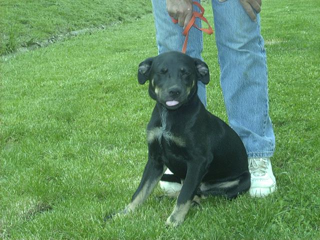 Other Photos of thie Dog