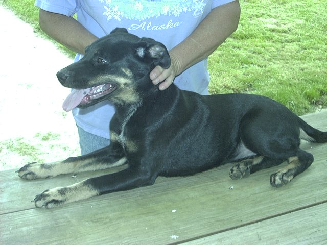Other Photos of thie Dog