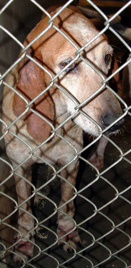 Other Photos of thie Dog
