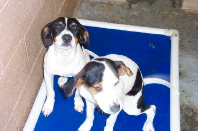 Other Photos of thie Dog