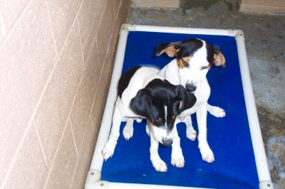 Other Photos of thie Dog