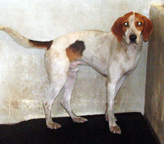 Other Photos of thie Dog