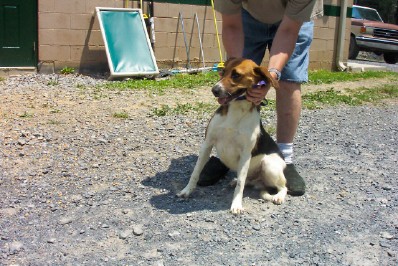 Other Photos of thie Dog