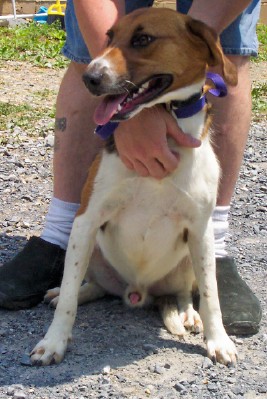 Other Photos of thie Dog