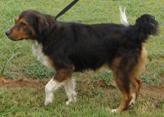 Other Photos of thie Dog