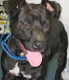 Other Photos of thie Dog
