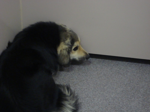 Other Photos of thie Dog