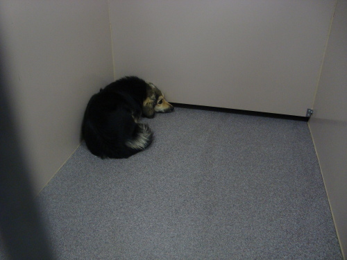 Other Photos of thie Dog