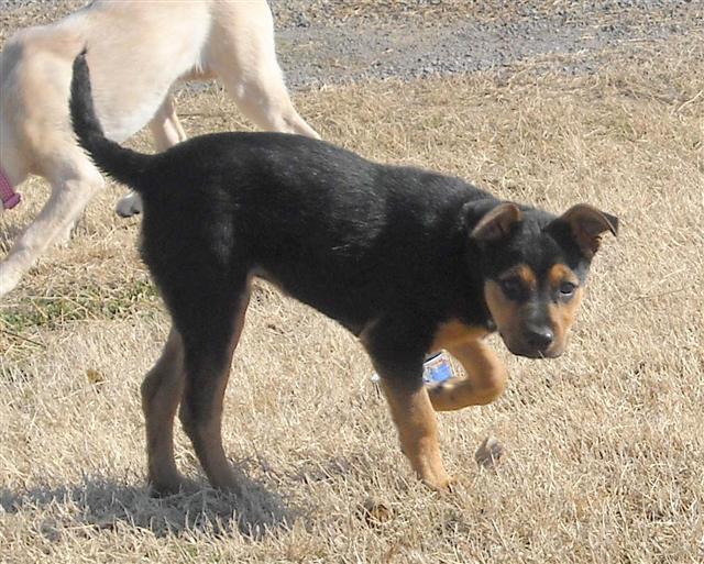 Other Photos of thie Dog