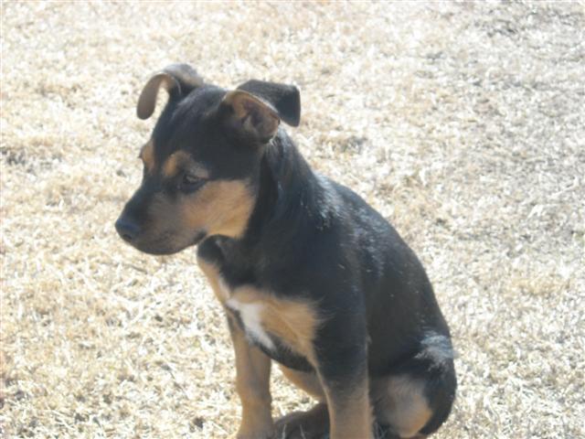 Other Photos of thie Dog