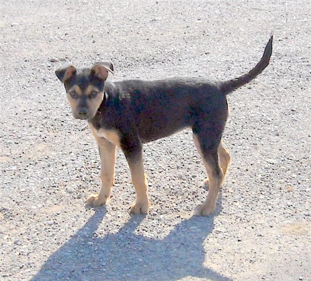 Other Photos of thie Dog