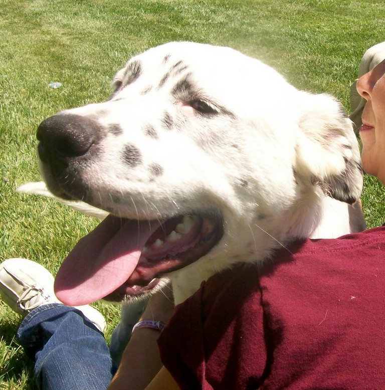 Other Photos of thie Dog