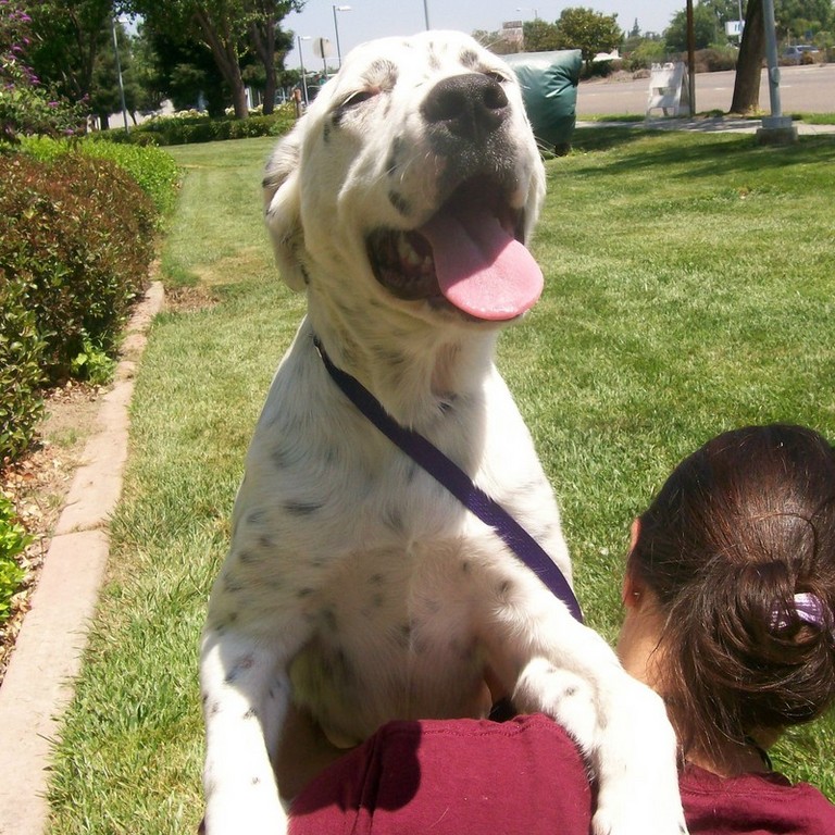 Other Photos of thie Dog