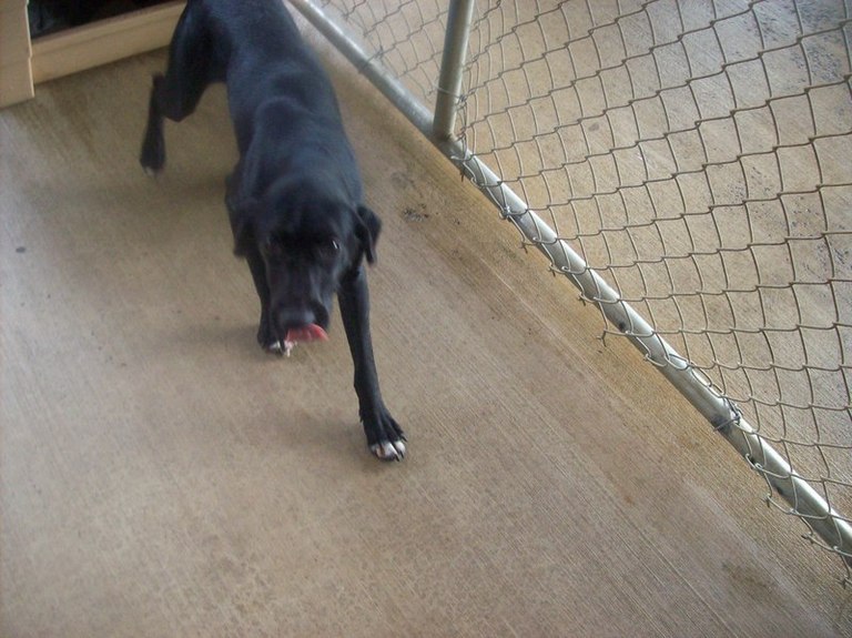 Other Photos of thie Dog