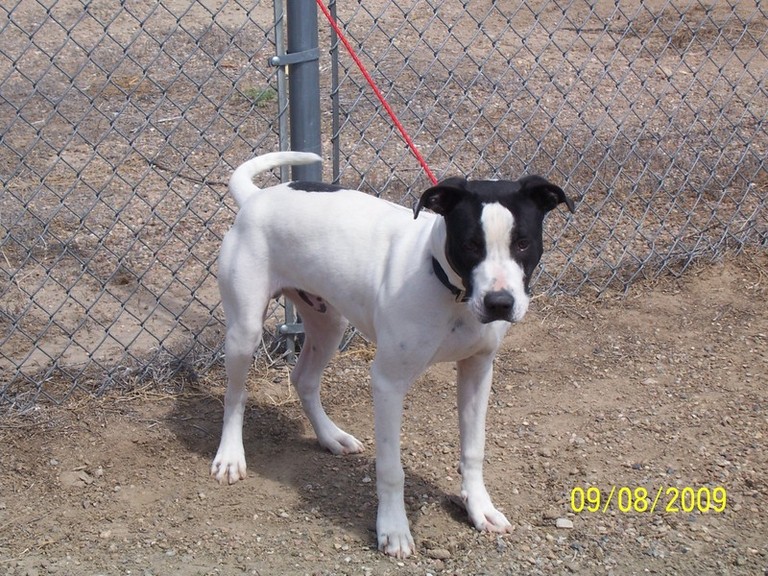 Other Photos of thie Dog