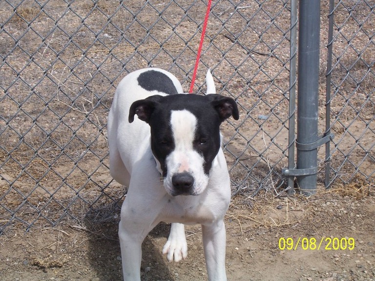 Other Photos of thie Dog