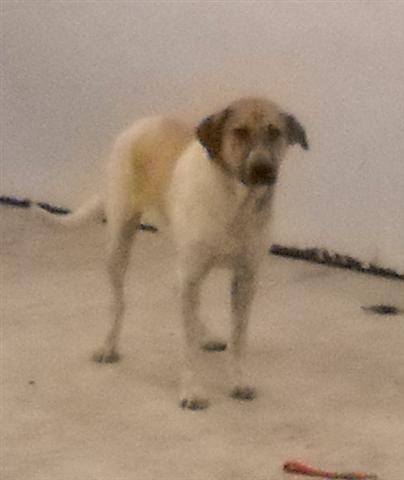 Other Photos of thie Dog