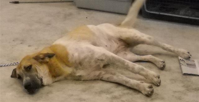Other Photos of thie Dog