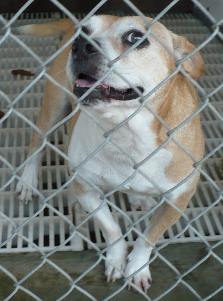 Other Photos of thie Dog