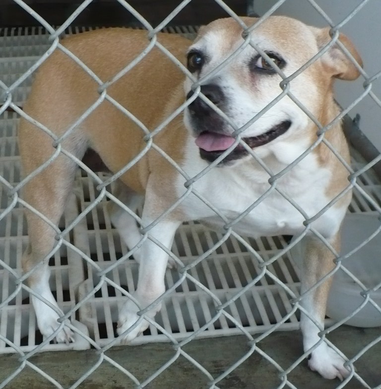 Other Photos of thie Dog