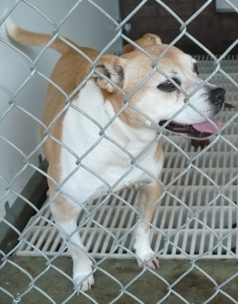 Other Photos of thie Dog