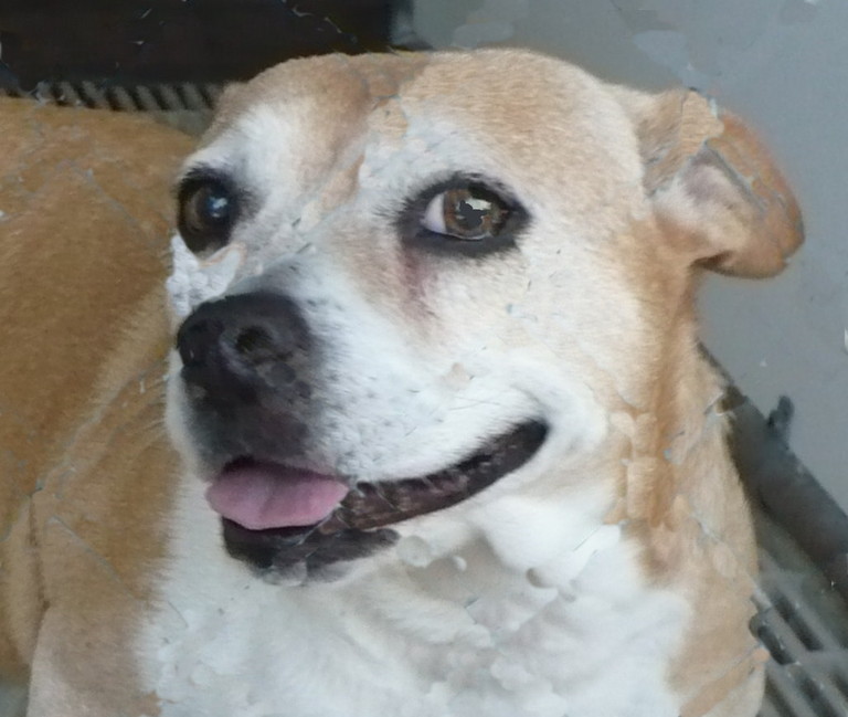 Other Photos of thie Dog