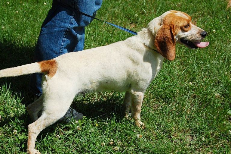 Other Photos of thie Dog
