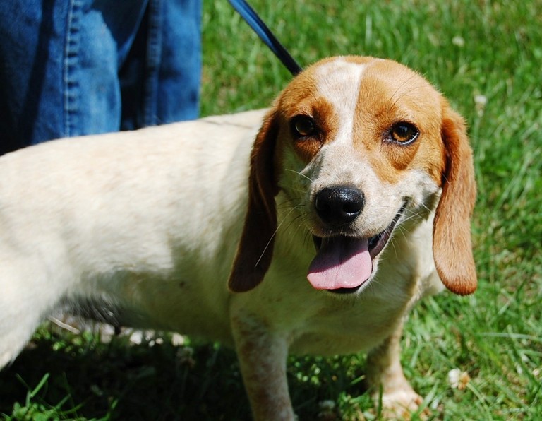 Other Photos of thie Dog