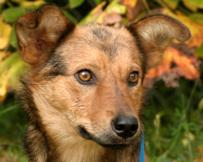 Other Photos of thie Dog