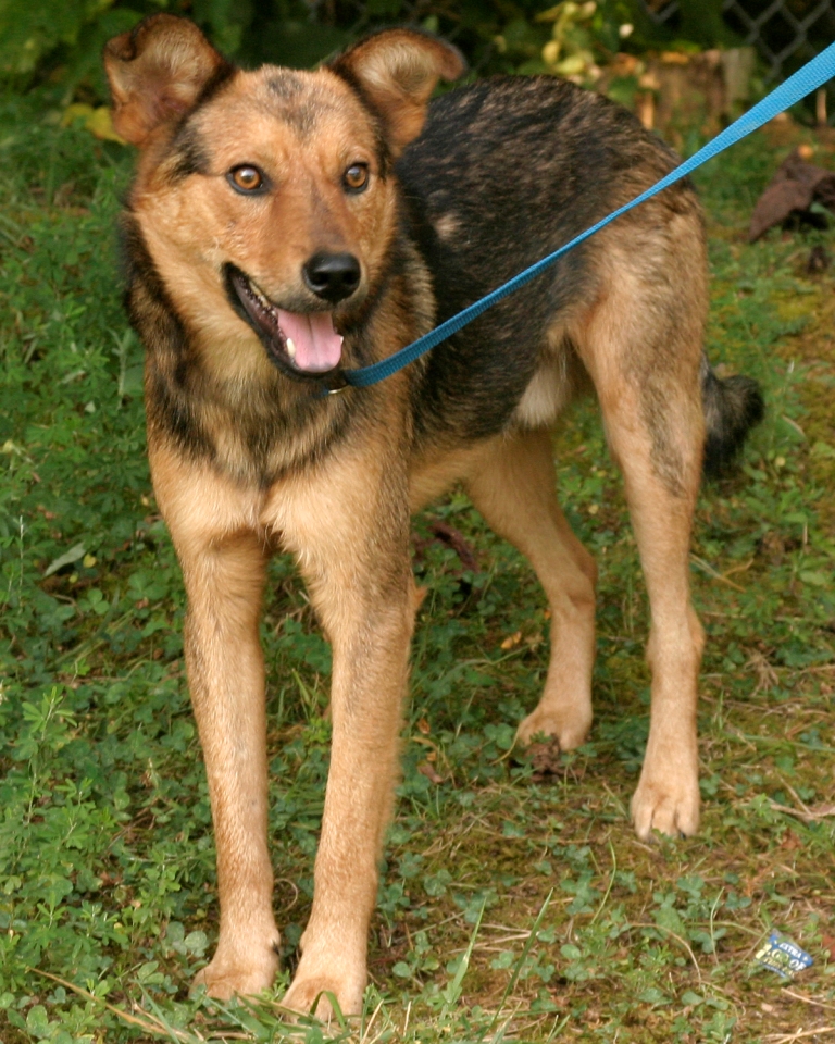 Other Photos of thie Dog