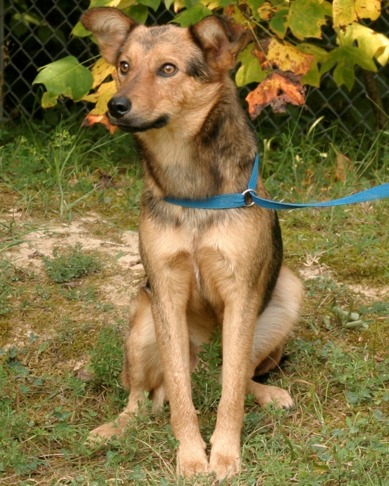 Other Photos of thie Dog