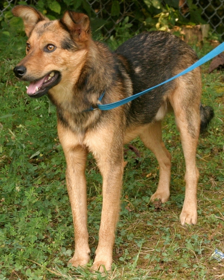 Other Photos of thie Dog