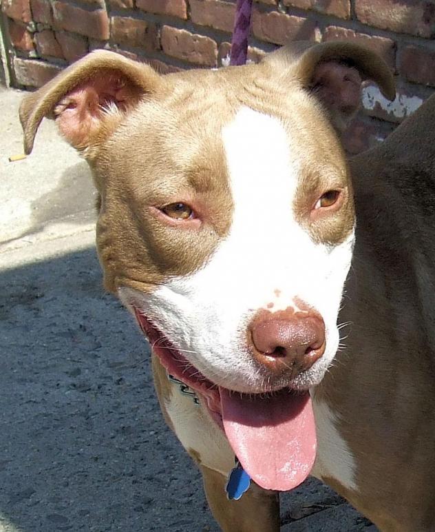 Other Photos of thie Dog