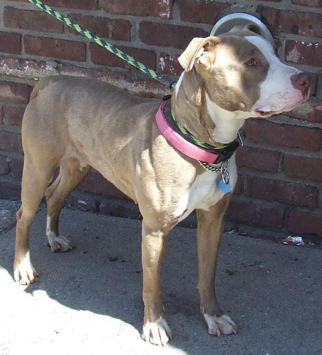 Other Photos of thie Dog