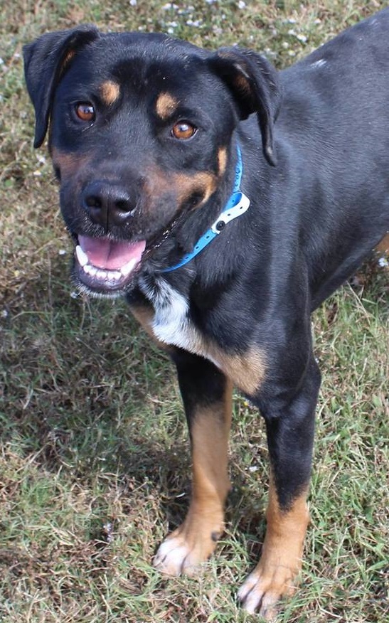 Other Photos of thie Dog