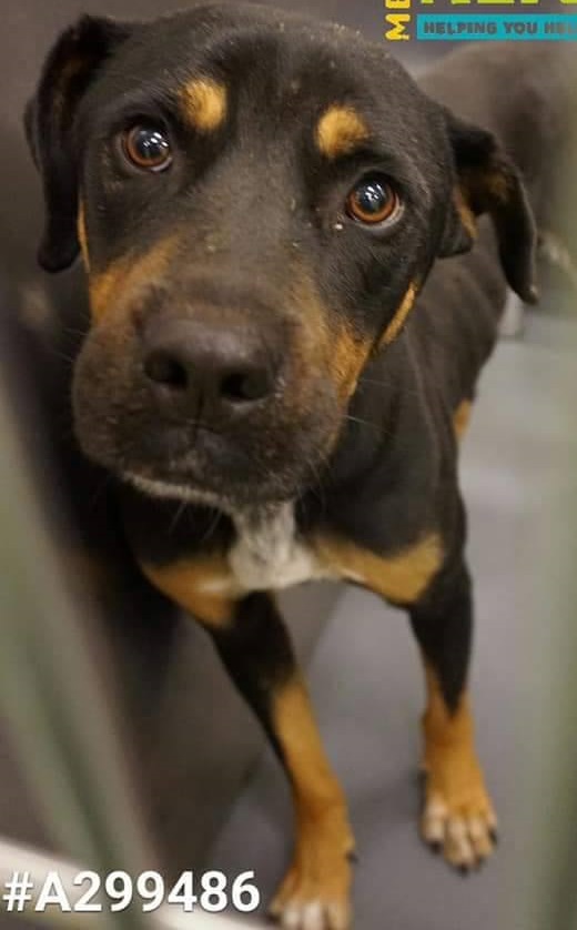 Other Photos of thie Dog