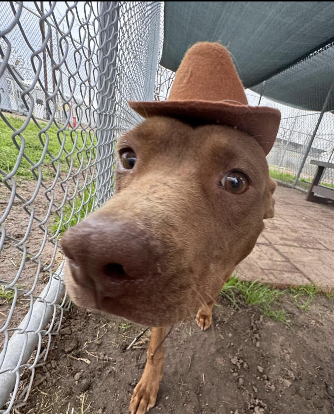 Other Photos of thie Dog