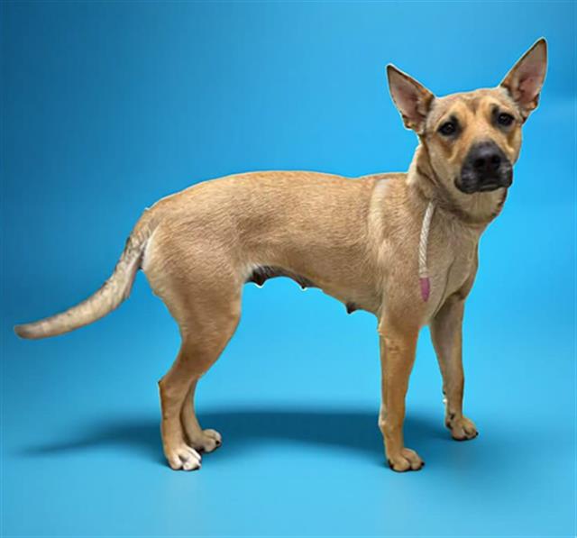 Other Photos of thie Dog