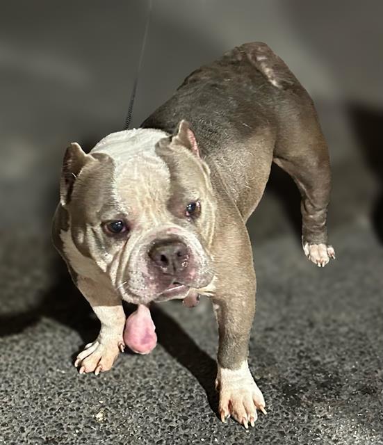 Main Photo of this Dog