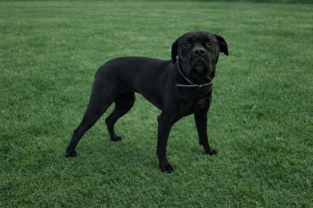 Other Photos of thie Dog