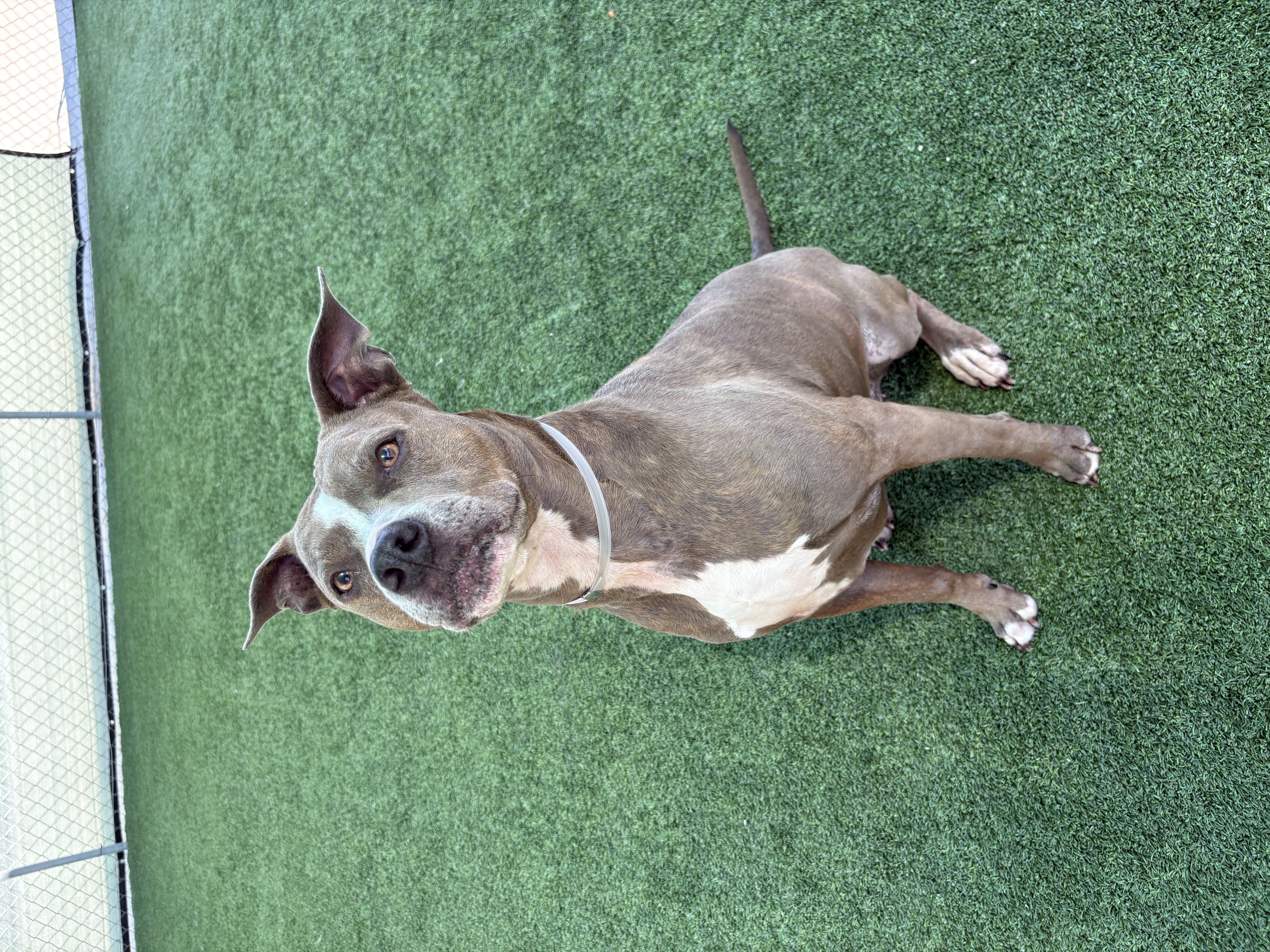 Zoey, a Pit Bull Terrier, available for adoption