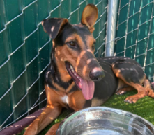 Queen La, a Doberman Pinscher (mix breed), available for adoption
