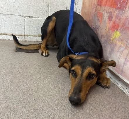 Queen La, a Doberman Pinscher (mix breed), available for adoption