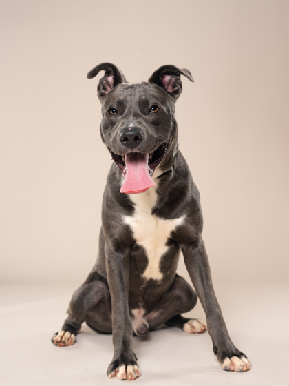 Baker4, a Terrier, available for adoption