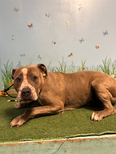 Flem, a Pit Bull Terrier, available for adoption