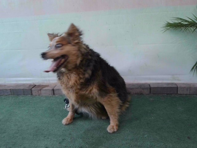 Athena, a Australian Cattle Dog/Blue Heeler, available for adoption